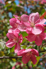 Closeup shot of blooming apple tree pink flowers