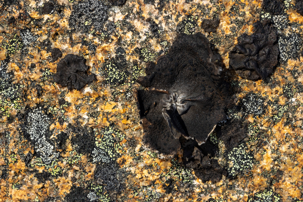 Wall mural macro image of lichen on the surface of the stone. lichenes patterns on a rock surface. natural text
