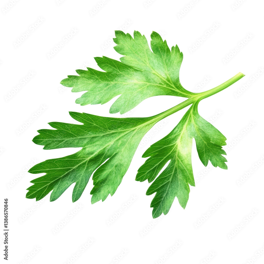 Aufkleber a single leaf with intricate texture set against a dark black background creating a striking visual 