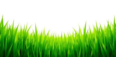 Fototapeta premium Lush green spiral grass field isolated on white backdrop, Landscape, Grass, Green