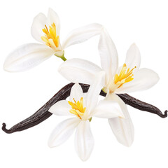 Fototapeta premium Delicate trio of white flowers blooming in a lush green garden surrounded by vibrant nature and soft light isolated on transparent background..