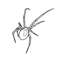 spider insect outline vector