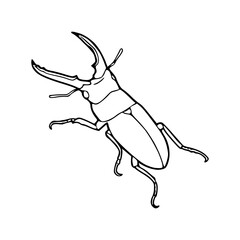 Obraz premium stag beetle outline vector