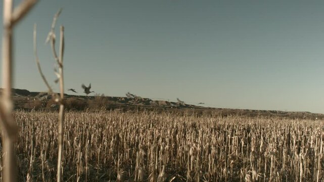 Sandhill Cranes Flying from a field in Bernardo nM