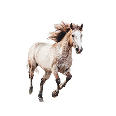 Fototapeta premium Stunning appaloosa horse running free against wild mane tail fast speed on transparent background