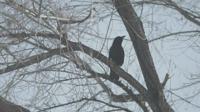 Crow Talking in a Winter's Tree