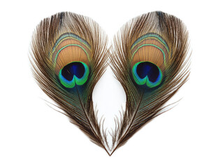 Obraz premium Heart formed by two peacock feathers with eye patterns visible on white background