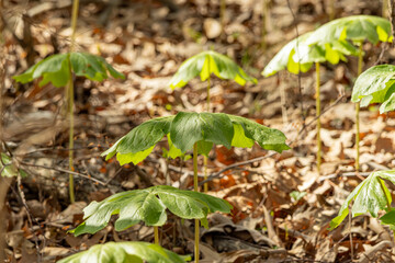 young green plant in the woods 