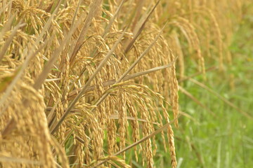 Close up of rice plants in the rice fields turning yellow and ready to be harvested