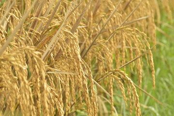 Close up of rice plants in the rice fields turning yellow and ready to be harvested
