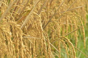 Close up of rice plants in the rice fields turning yellow and ready to be harvested