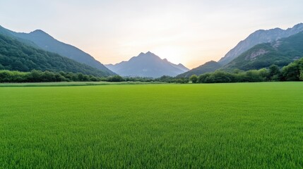 Fototapeta premium A vast, verdant rice paddy stretches to the base of majestic mountains. The composition features a foreground of vibrant green rice, leading the eye to a tranquil valley and distant, imposing peaks.