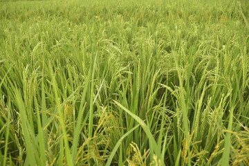 Close up of rice plants in the green and lush paddy fields