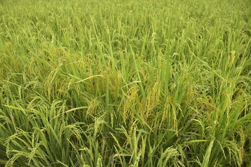 Close up of rice plants in the green and lush paddy fields