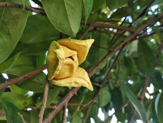 Fototapeta premium Soursop flower (Annona muricata) still on tree in outdoor garden 