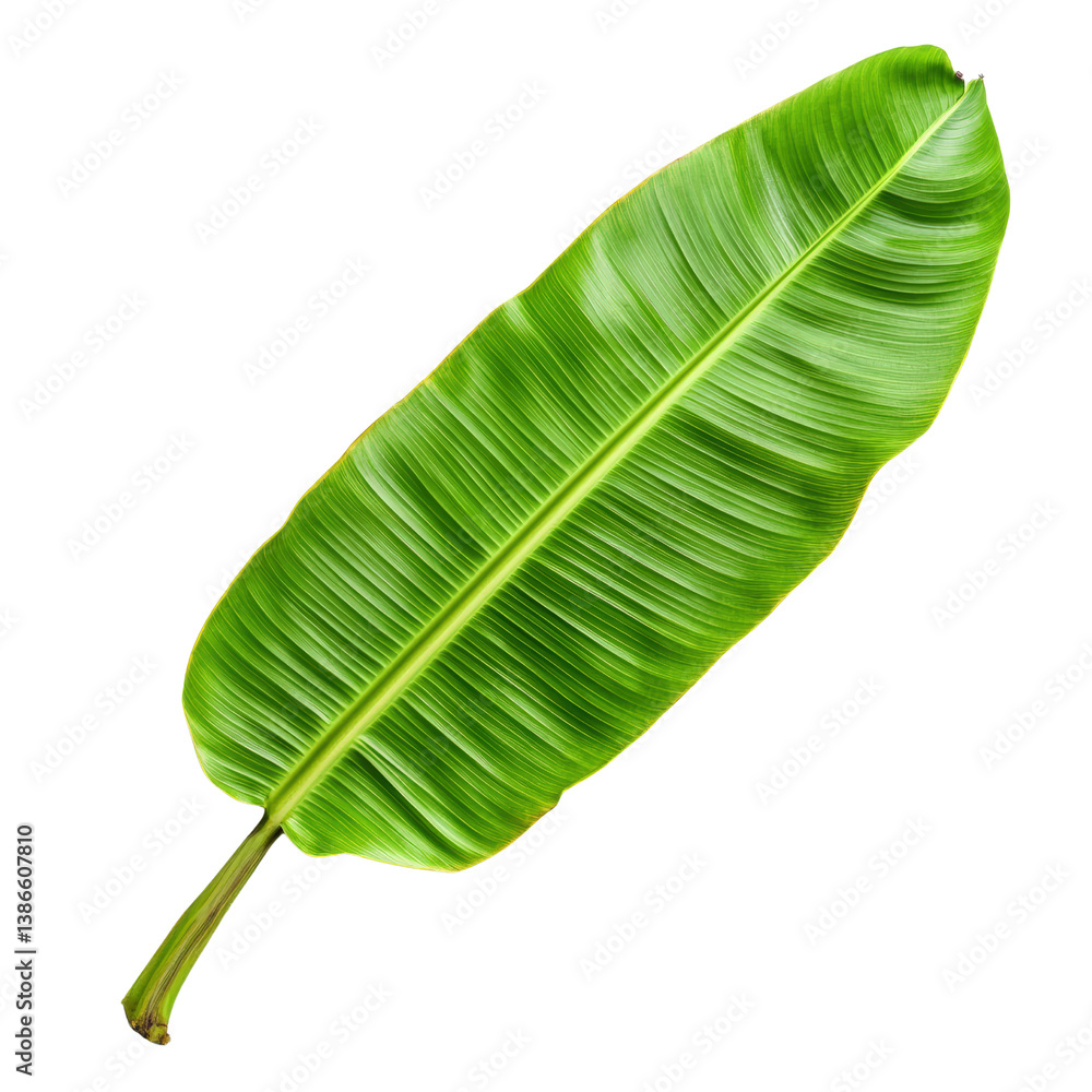 Poster a vibrant green banana leaf displaying its unique texture and color against a soft background highli