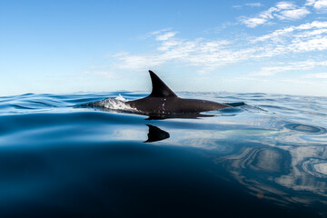 A dolphin swims near the surface