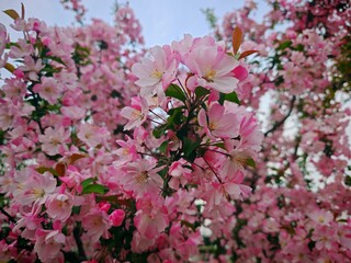 When pink crabapples bloom wildly