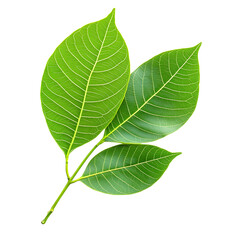 Banyan Leaf Isolated on White Background