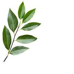 Fototapeta premium Bay Leaf Branch on Transparent Background
