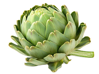 Fototapeta premium Whole artichoke with layered green petals and stem, isolated on white background