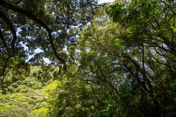 奄美大島の春本番の山々、黄緑色の山々、スダジイの森