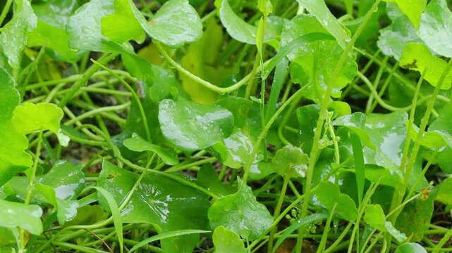 Rain on centella asiatica fresh background, farmer watering herb organic plant natural green leaf garden, herbal aromatic gotu kola medical for good health.