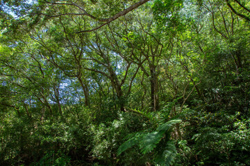 奄美大島の春本番の山々、黄緑色の山々スダジイの森