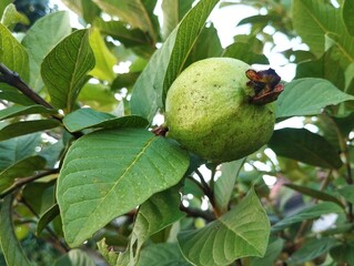 guava fruit hangs on a branch surrounded by green leaves