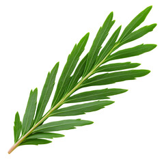 Fototapeta premium Isolated Cypress Leaf on White