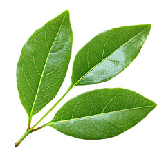 Fresh Clove Leaves on White Background
