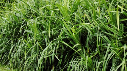 close-up pandanus tectorius (Pandan,Screw Pine) growing abudantly