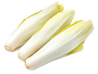Fresh Belgian endive with pale leaves arranged in tight formation, isolated on white background