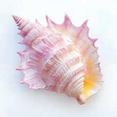 Pink Spiral Shell with Unique Texture and Colorful Patterns