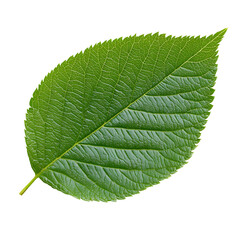 Fresh Green Mulberry Leaf Close Up
