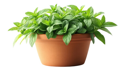 Vibrant Mint in a Terracotta Pot: A lush, healthy mint plant thrives in a rustic terracotta pot, presenting a fresh, aromatic herb, promising culinary delight.