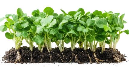 Microgreens Rising: Close-up of vibrant, fresh microgreens, emerging from rich soil, symbolizing growth and new beginnings.