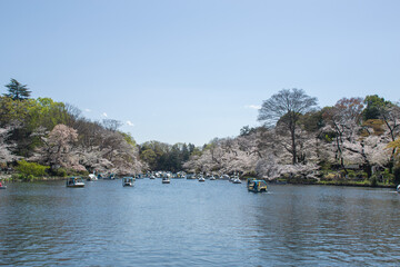 井の頭恩賜公園の春の風景