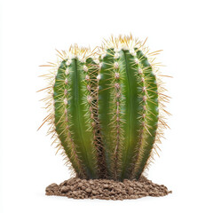 Close up of vibrant green cactus with sharp spines in soil
