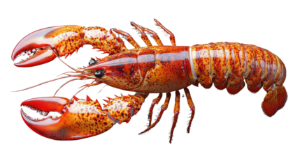 Red Lobster: A photorealistic image showcasing a cooked red lobster. Capturing every detail, this image evokes a sense of culinary appreciation