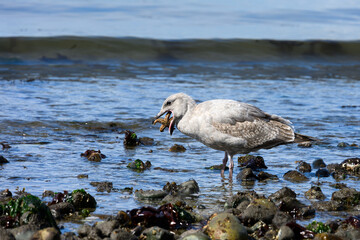 Gull with small sea star in it’s mouth trying to swallow it’s meal whole, on the beach at low tide in Puget Sound, Golden Gardens park, Seattle, Washington
