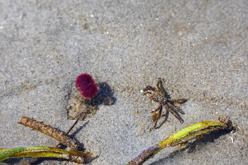 Small crab stalking tube worm with dark magenta feathery top, underwater action at low tide in Puget Sound, Golden Gardens park, Seattle, Washington

