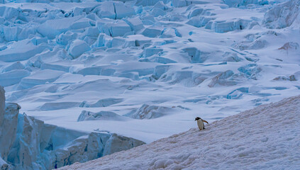 Penguin journey, lone penguin, Antarctica, Glaciers © Paula