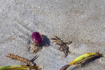 Small crab stalking tube worm with dark magenta feathery top, underwater action at low tide in Puget Sound, Golden Gardens park, Seattle, Washington
