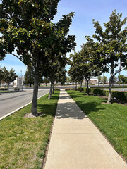 Walking Path Bordered by Trees in a Sunny Urban Area During Midday Hours