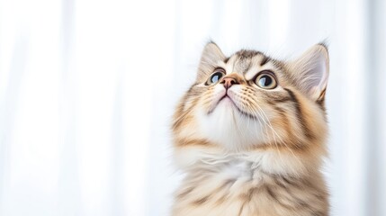Fototapeta premium Adorable kitten looking up. Fluffy, curious, and playful