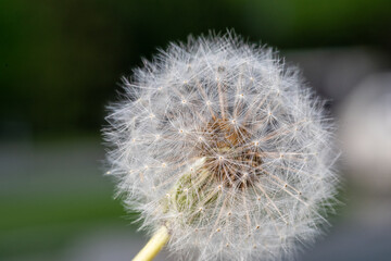 Dandelion Seed Head in Soft Natural Light