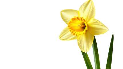 Fototapeta premium daffodils isolated on white background