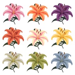 Bright & Blooming Lily Flower – A Multi-Colored Floral Masterpiece with Vibrant Petals & Nature’s Luxurious Beauty