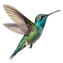 Fototapeta premium hummingbird in flight